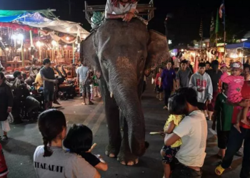 Mor una turista espanyola en ser atacada per un elefant a Tailàndia