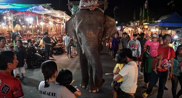 Mor una turista espanyola en ser atacada per un elefant a Tailàndia