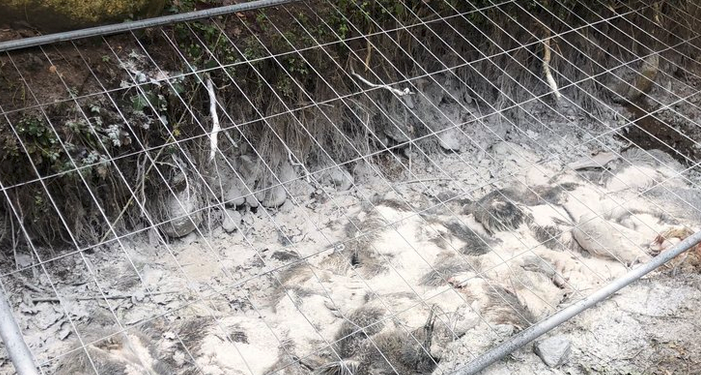 Queixes a l’Arieja per la forta olor d’una fossa de senglars en una ruta senderista