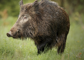 Una carnisseria de Saint-Denis és clausurada per vendre carn de porc com a “halal”