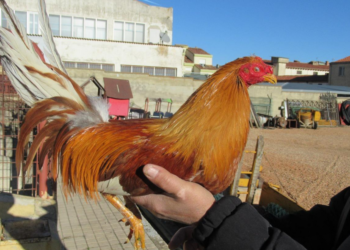 (vídeo) Recuperen a Sòria vuit galls robats després d’un vídeo viral ple d’amenaces