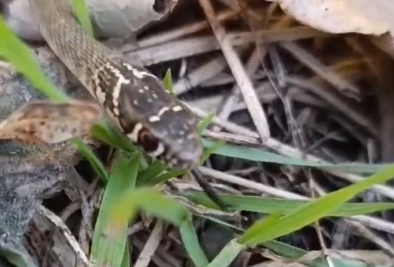 Imatge de la serp trobada en un domicili.