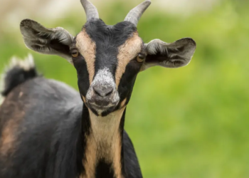 Detenen una adolescent per enverinar la cabra d’una companya per gelosia a Texas