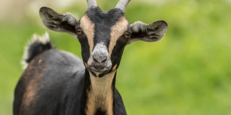 Detenen una adolescent per enverinar la cabra d’una companya per gelosia a Texas
