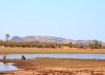 Un nen sobreviu durant cinc dies a un parc amb lleons a Zimbàbue