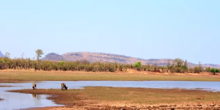 Un nen sobreviu durant cinc dies a un parc amb lleons a Zimbàbue