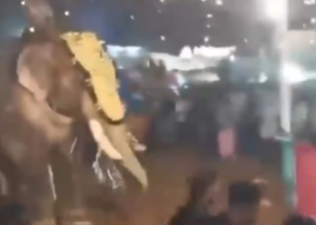 (vídeo) 23 ferits per l’atac d’un elefant durant un festival a l’Índia