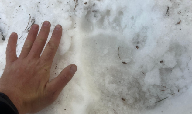 Petjades de l'os a Andorra.