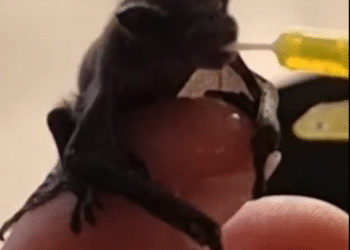 El vídeo de com alimenten els banders una cria de ratpenat