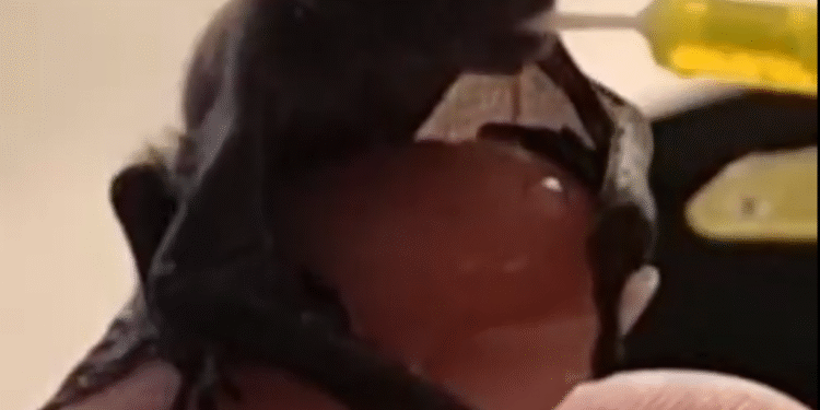 El vídeo de com alimenten els banders una cria de ratpenat