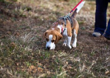 Andorra té censats fins a 14.604 animals de companyia