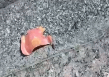 (videonotícia) Troben una dentadura postissa perduda en un carrer d’Andorra