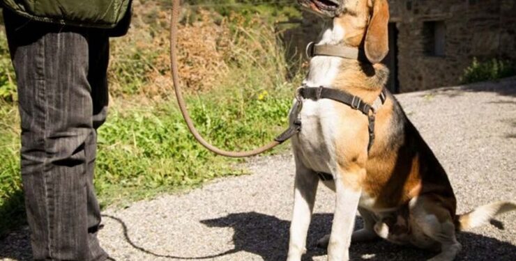 Fins a 30 adopcions a través de GosSOS durant el 2025