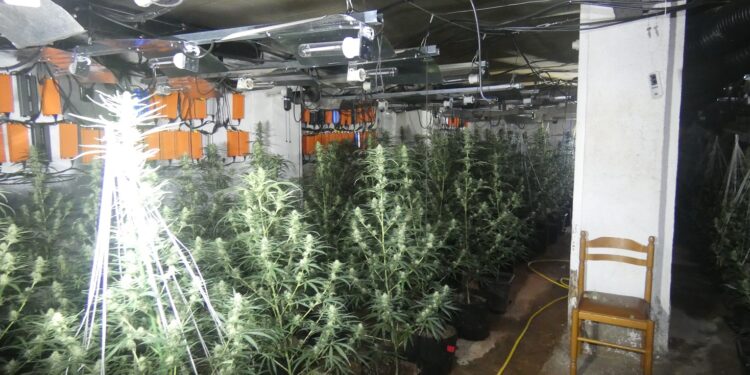 Desmantellada una plantació de marihuana en un antic prostíbul de Ribera d’Urgellet