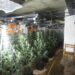 Desmantellada una plantació de marihuana en un antic prostíbul de Ribera d’Urgellet