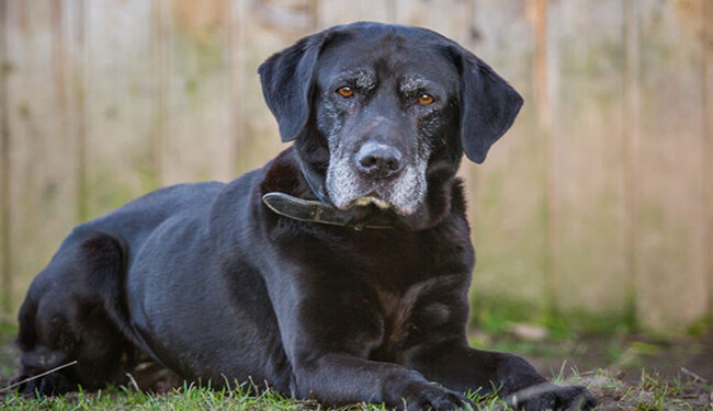Un gos ja gran abandonat. Foto: Google.
