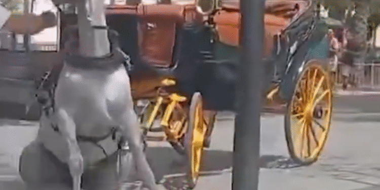 Crítiques pel vídeo de com es desploma un cavall a Sevilla per la calor