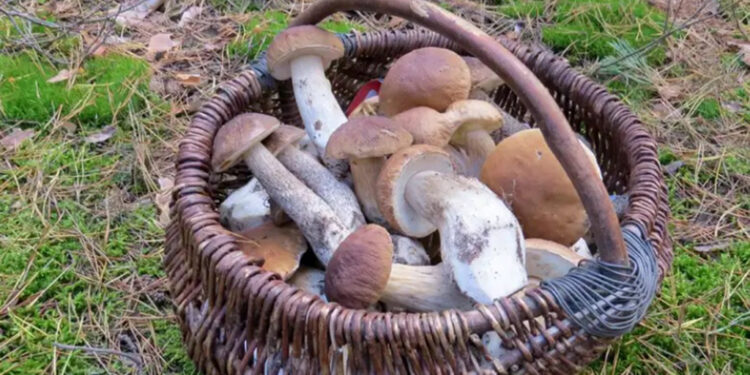 Ceps. Foto: BTV.