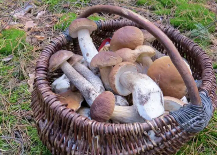 Ceps. Foto: BTV.