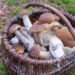 Ceps. Foto: BTV.