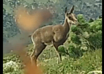 El vídeo de com viuen els isards d’Andorra a l’estiu