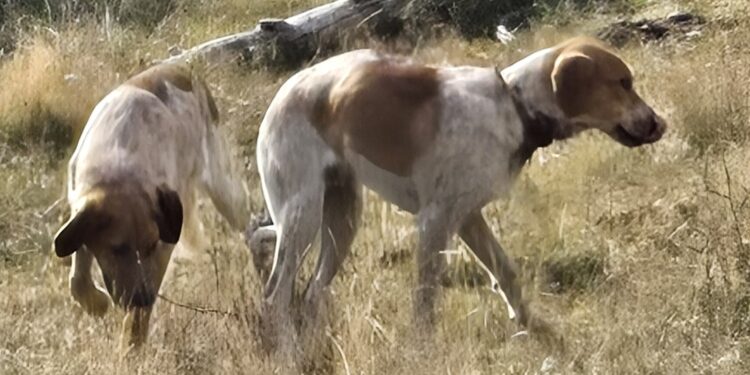 Preocupació per la presència de dos gossos no controlats a la muntanya de Tor
