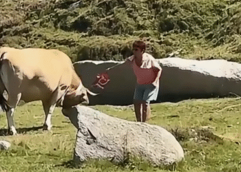 El vídeo on una senyora colpeja una vaca amb una bossa al Pas de la Casa