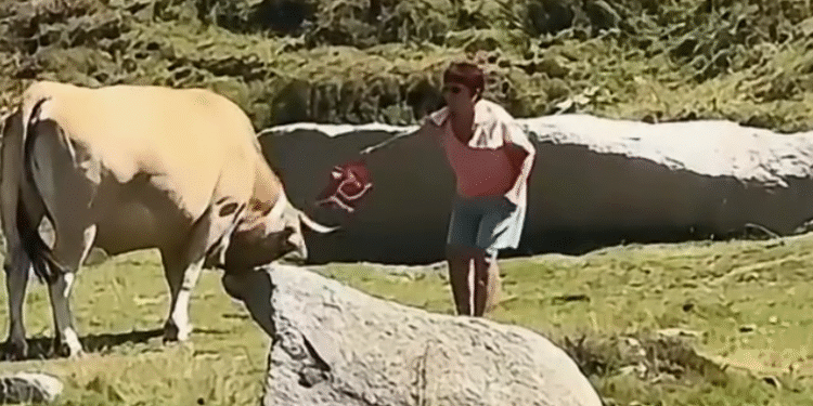 El vídeo on una senyora colpeja una vaca amb una bossa al Pas de la Casa