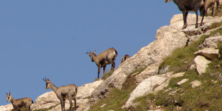 Isards a la muntanya.