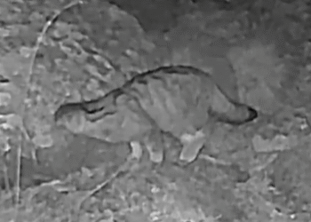 El vídeo on els banders alerten que els gats comuns a la muntanya acaben amb el gat silvestre