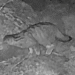El vídeo on els banders alerten que els gats comuns a la muntanya acaben amb el gat silvestre