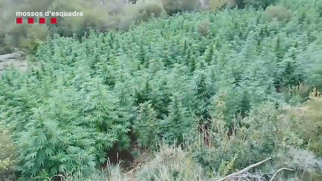 Imatge de les plantes de marihuana. Foto: Mossos.