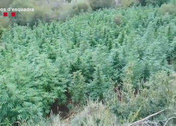Imatge de les plantes de marihuana. Foto: Mossos.
