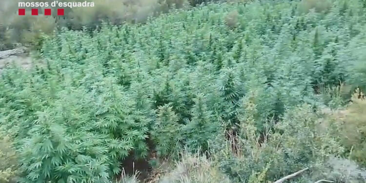 Imatge de les plantes de marihuana. Foto: Mossos.