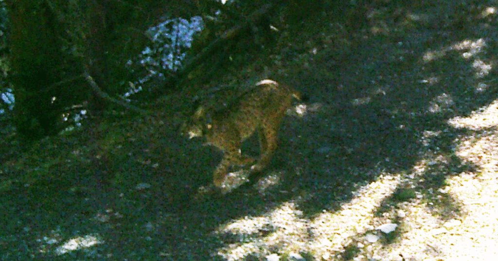 Detecció, mitjançant càmeres, d'un linx ibèric als Pirineus (Imatge: ADLO)