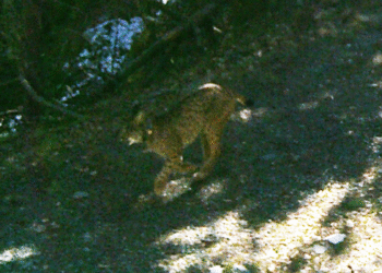 Detecció, mitjançant càmeres, d'un linx ibèric als Pirineus (Imatge: ADLO)