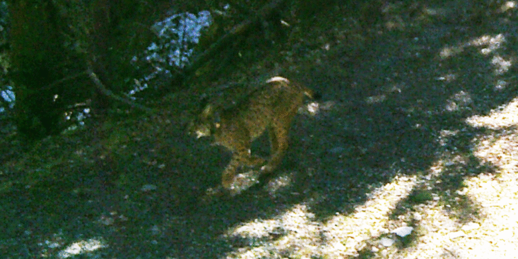 Detecció, mitjançant càmeres, d'un linx ibèric als Pirineus (Imatge: ADLO)