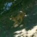 Detecció, mitjançant càmeres, d'un linx ibèric als Pirineus (Imatge: ADLO)