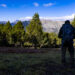 El bosc de Salobre. Foto: Comú d'Andorra la Vella