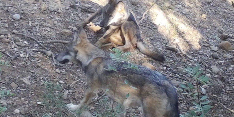 Els pagesos catalans consideren “impossible” una convivència entre el llop i la ramaderia extensiva