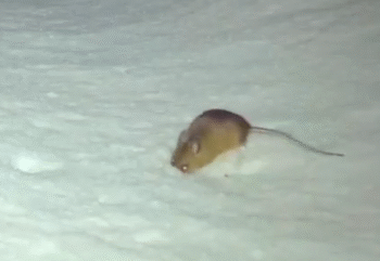 Una marta a la neu.