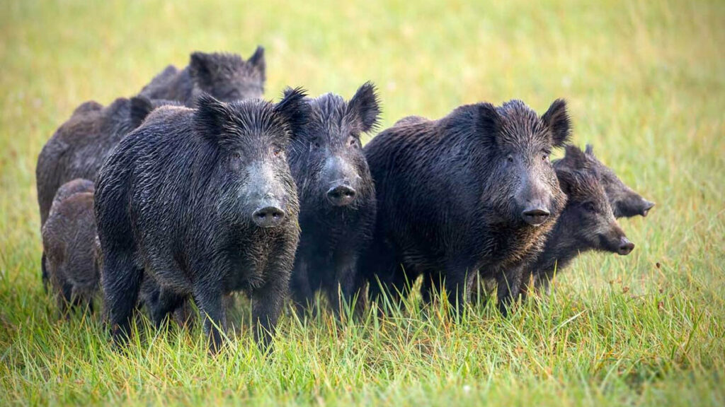 Exemplars de porc fer. Foto: RàdioSeu