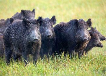 Exemplars de porc fer. Foto: RàdioSeu