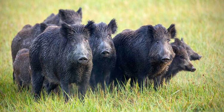 Exemplars de porc fer. Foto: RàdioSeu