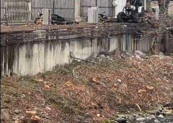 Critiquen que Andorra la Vella poda tots els arbres del riu