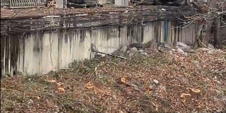 Critiquen que Andorra la Vella poda tots els arbres del riu