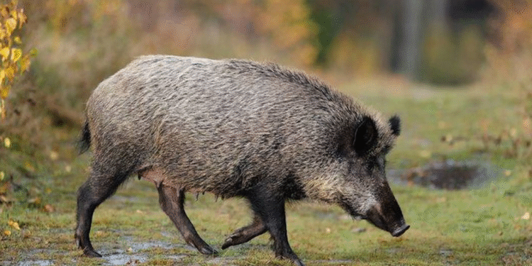 Sense rastre de la pesta porcina africana a Andorra