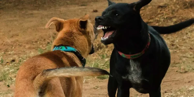 Un gos a punt de mossegar un altre. Foto: Google.