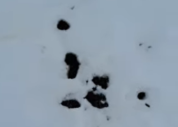 Excrements a la neu.