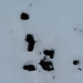 Excrements a la neu.